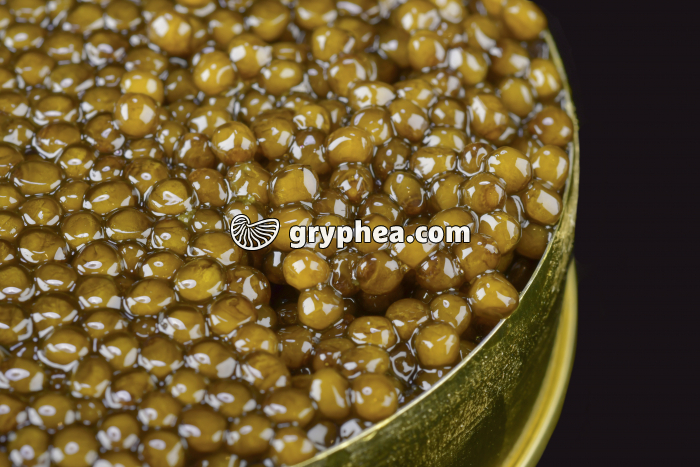 Oeufs d'esturgeon Huso huso (caviar Beluga d'Iran) - gryphea.com